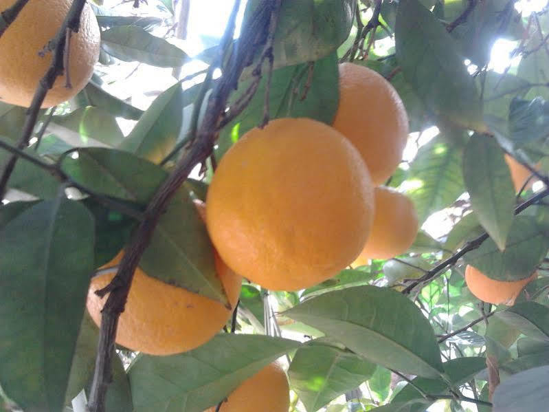 Alojamiento Rural El Valle Dúrcal Eksteriør bilde